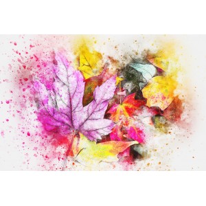 Colorful maple leaves