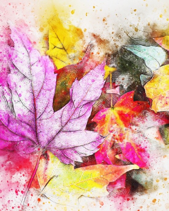 Colorful maple leaves